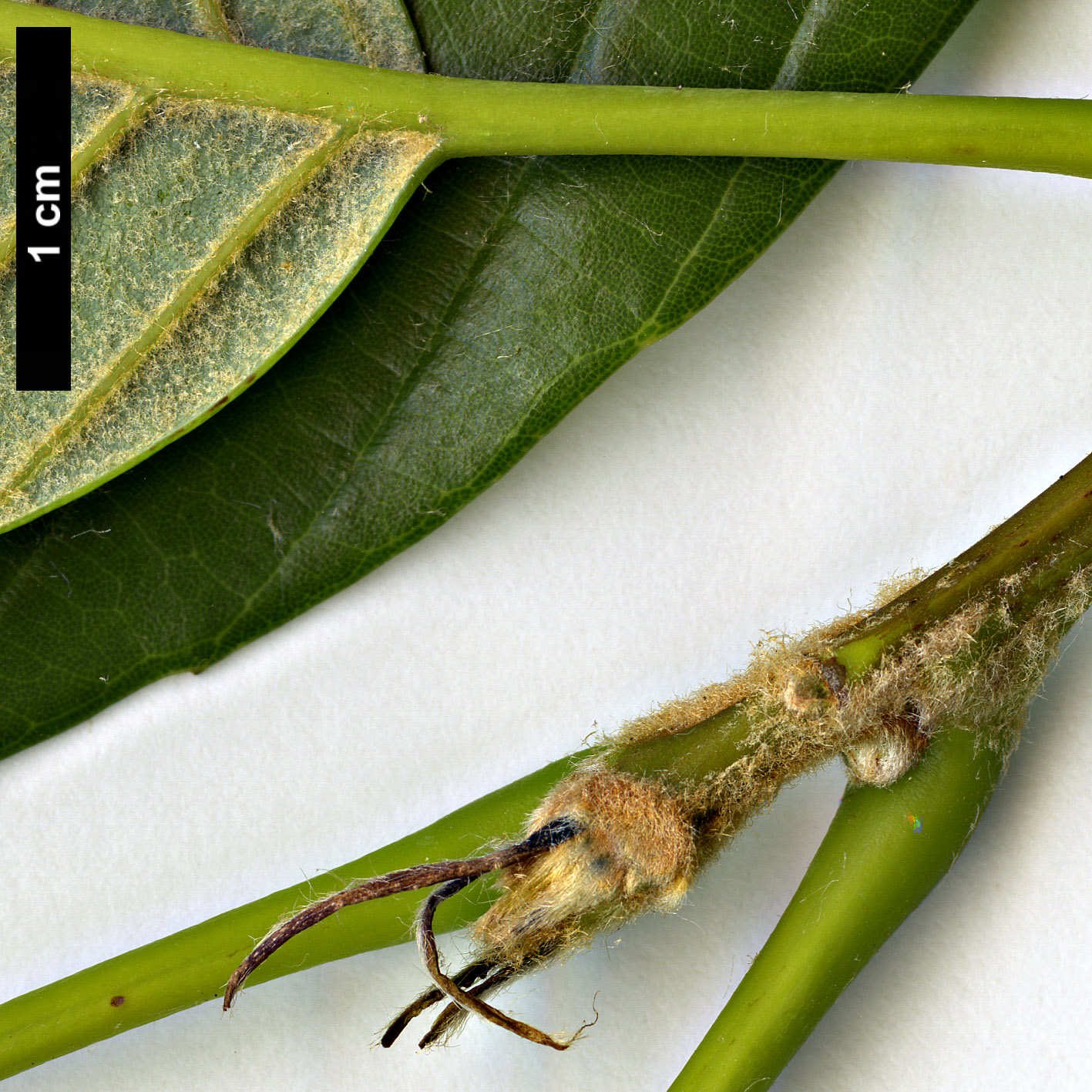 High resolution image: Family: Fagaceae - Genus: Quercus - Taxon: lamellosa